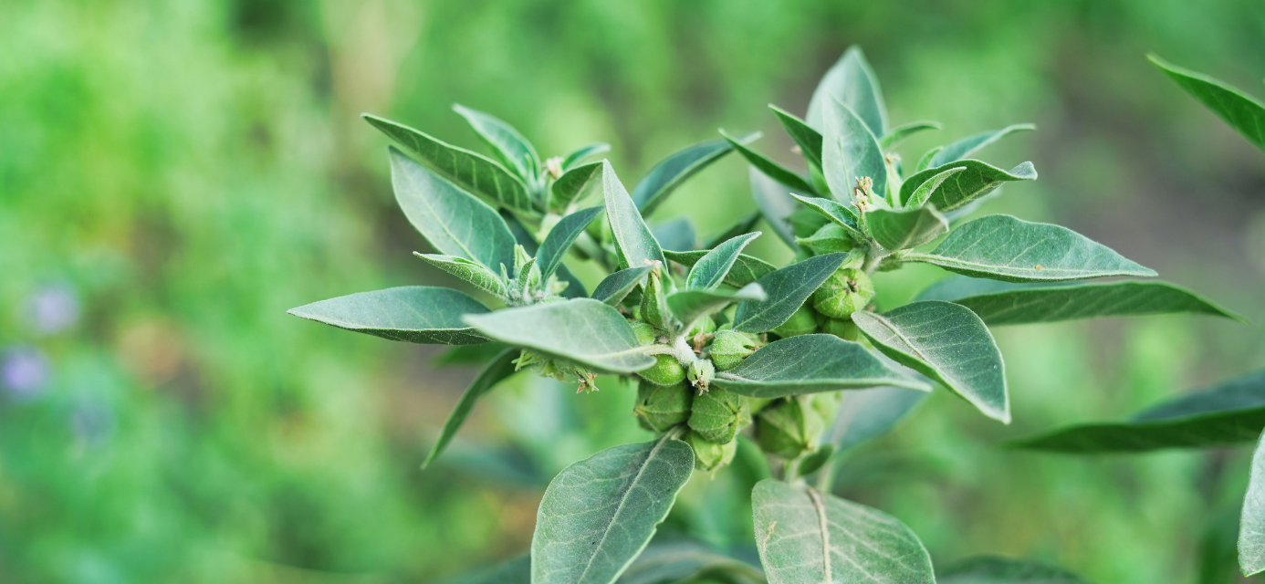 Ashwagandha for Teens: Is It Safe and Does It Work?