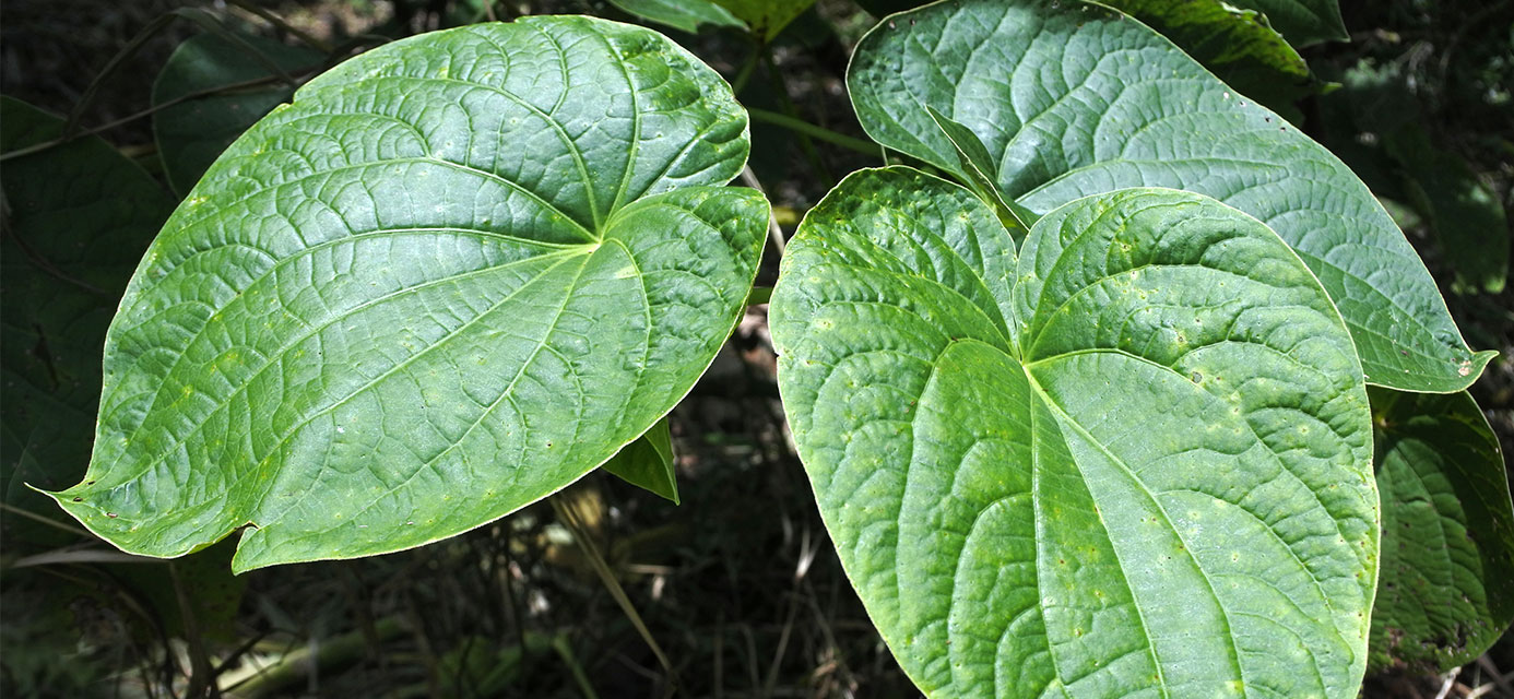 Kava: Natural Treatment or Health Threat?
