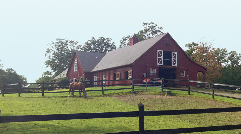 Newport Academy Treatment Resources: Equine Assisted Therapy