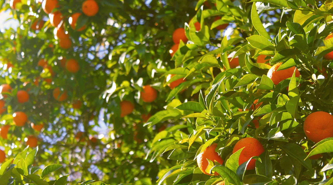 WSJ: Oranges_Trees_Newport_Academy